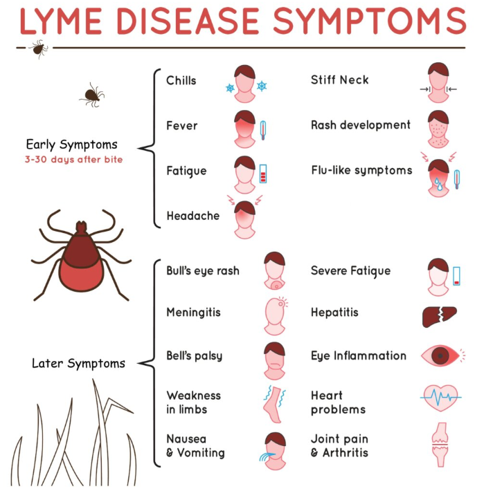 lyme